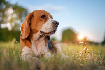 A cute beagle dog lay down on the grass field for relaxing in the evening.