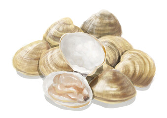 水彩のハマグリ01_3