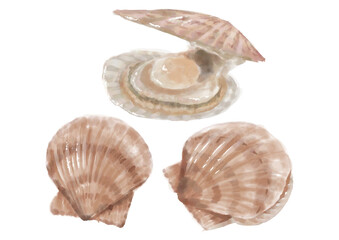 水彩のホタテ貝01_1