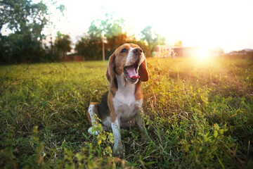 Portrait of a cute beagle dog while yawning ,sitting outdoor in the grass field.