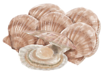 水彩のホタテ貝01_4