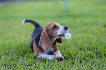 An adorable beagle dog is  holding a jelly plastic container of jelly by its mouth  while playing on the grass field.