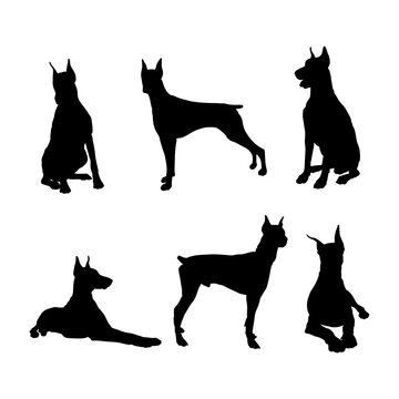 Set of vector silhouette doberman dogs