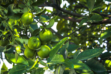 Arbol de limones con frutos maduros