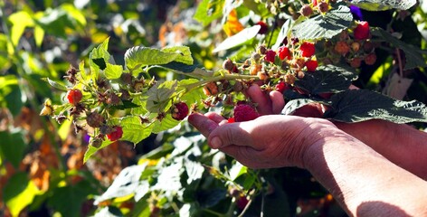 An older woman collects red ripe remontant raspberries from the branches. Harvesting season.