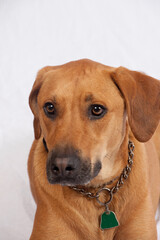 Cute brown dog as a pet