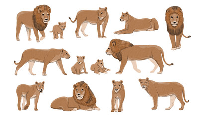 Set of African lions Panthera leo. Lions, lionesses and cubs stand, walk, hunt and lie down. Wild animals of Africa. Realistic vector landscape
