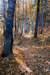 Fototapeta premium Autumn landscape in a birch grove. Thin white bodies of birches with black stains.Very calm place on a wonderful autumn day.