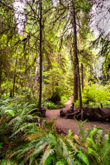 Redwoods National Park