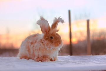 A red fluffy rabbit in the snow in nature. The symbol of the new year.