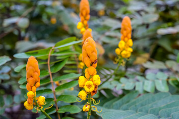 flowers in the garden