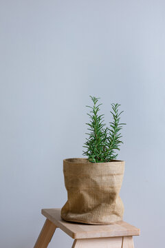 Rosemary Plant In A Pot