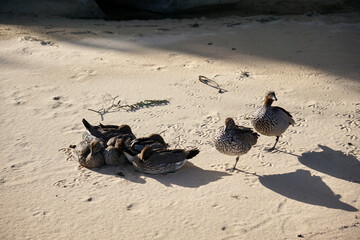 ducks on the beach