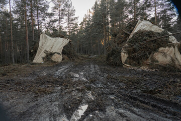 Forest road made of mud and clay, off-road. Harvested forest under cover. Tire tracks on the ground.
