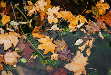 Fallen multi-colored leaves from trees, maple lie in a puddle of water on the pavement after rain. Photography, autumn.