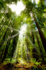 Fototapeta na wymiar Redwoods National Park