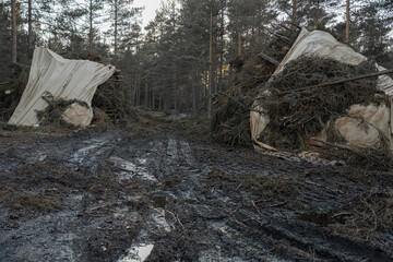 Forest road made of mud and clay, off-road. Harvested forest under cover. Tire tracks on the ground.