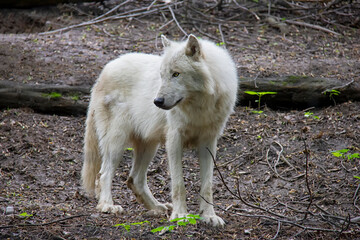 Arctic wolf. Canis lupus arctos.