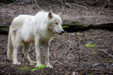 Fototapeta premium Arctic wolf. Canis lupus arctos.