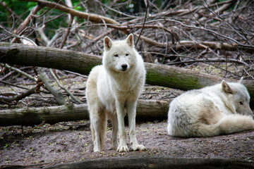 Arctic wolf. Canis lupus arctos.
