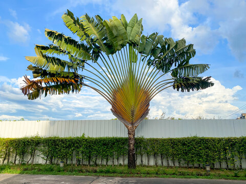 Ravenala Or Ravenala Madagascariensis Or Travellers Palm Or Travellers Tree  Stock Photo - Download Image Now - iStock