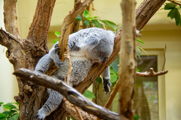 Sleeping koala bear. Phascolarctos cinereus. © Lucie
