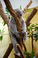Koala bear in the tree. Phascolarctos cinereus.