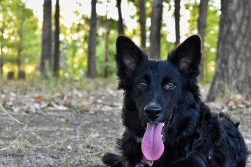 el mejo amigo del hombre