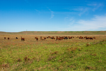 Fototapeta na wymiar Herd of cows graze in the meadow in summer