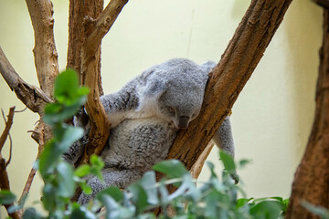 Obraz premium Sleeping koala bear. Phascolarctos cinereus.