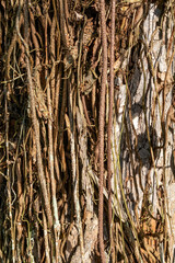 Bush rope hanging over big tree trunk