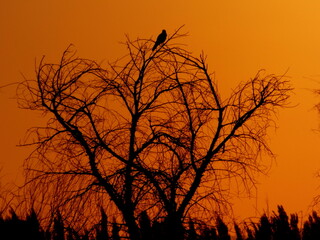 silueta al atardecer