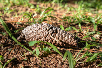 Pine cone lying on the green grass ground on a summer day.