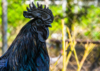 Ayam Cemani face in closeup, completely black chicken, Rare breed from Indonesia