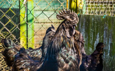 portrait of Ayam Cemani chickens, completely black chicken, Rare breed from Indonesia
