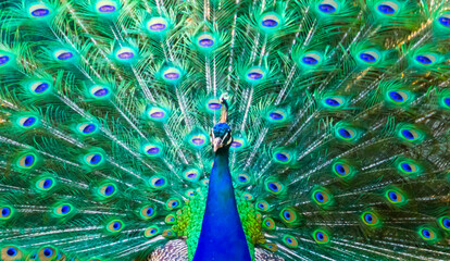 beautiful and colorful blue peacock with feathers in closeup, tropical bird specie from India