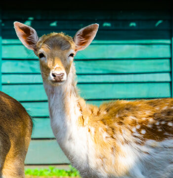 the head of a female european fallow deer in close up, Summer season coat, popular zoo animal specie