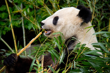 Fototapeta na wymiar Giant Panda. Panda Bear. Ailuropoda melanoleuca.