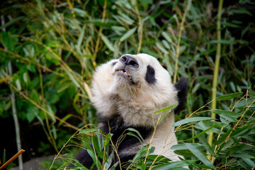 Smiling Giant Panda. Panda Bear. Ailuropoda melanoleuca.
