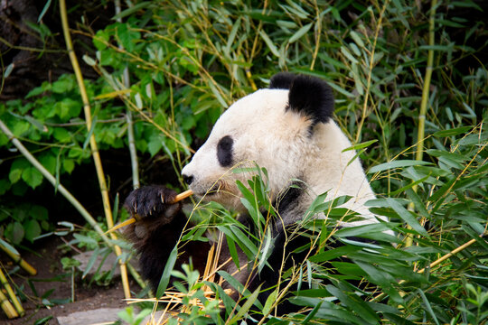Portrait of Giant Panda. Panda Bear. Ailuropoda melanoleuca. © Lucie