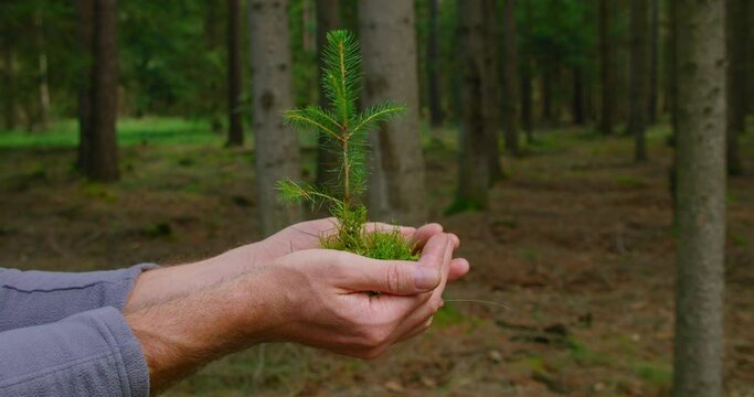 Male hands hold a seedling in the palms. Man hand on the nature background of pine forest. Tree planting. Ecology care. Environmental protection. Close-up. Slow motion.