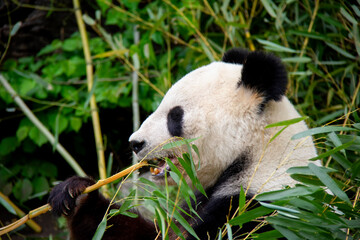 Naklejka premium Giant Panda. Panda Bear. Ailuropoda melanoleuca.