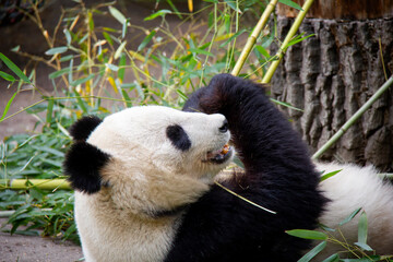Obraz na płótnie Canvas Lying Giant Panda. Panda Bear. Ailuropoda melanoleuca.