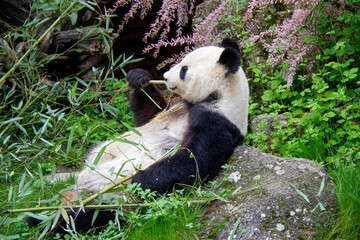 Naklejka na ściany i meble Giant Panda. Panda Bear. Ailuropoda melanoleuca.