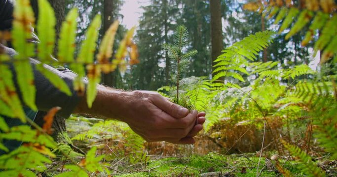 Male hands holding a young sapling in the palms. Green nature background, fern leaves, coniferous forest. Tree planting. Ecology care. Environmental protection. Close-up. Slow motion.