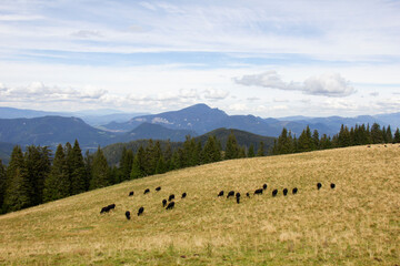 Fototapeta premium Views in Veľká Fatra. Great Fatra, Slovakia.