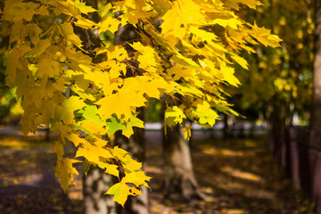 trees with yellow maple foliage in the warm rays of the setting sun in a park in Ukraine in Europe with long shadows and bright spots of light