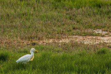 Cattle egret (Bubulcus ibis) in Aiguamolls De L Emporda Nature Reserve, Spain