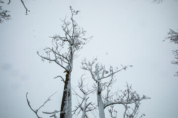 Winter landscape and snowfall in Cerdagne, Pyrenees, France