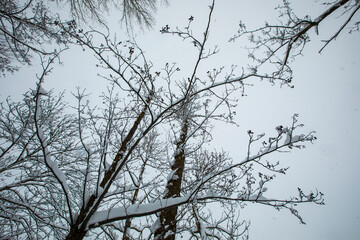Winter landscape and snowfall in Cerdagne, Pyrenees, France